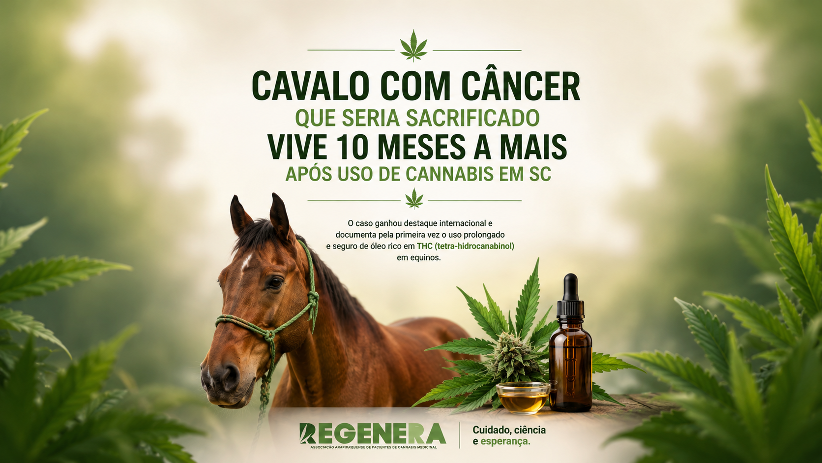 Cavalo com câncer surpreende veterinários após tratamento com canabinoides